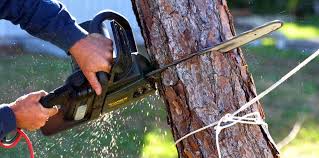 Best Pest Control for Lawns  in Hermosa Beach, CA