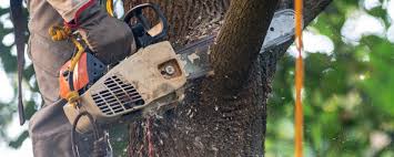 Best Storm Damage Tree Cleanup  in Hermosa Beach, CA