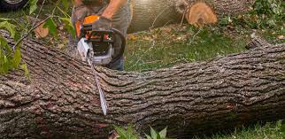 Best Arborist Consultation Services  in Hermosa Beach, CA