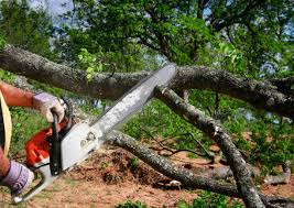 Hermosa Beach, CA Tree Care Pros