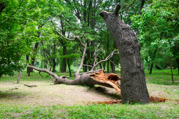 Best Tree Risk Assessment  in Hermosa Beach, CA