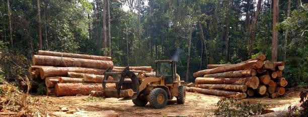 How Our Tree Care Process Works  in  Hermosa Beach, CA