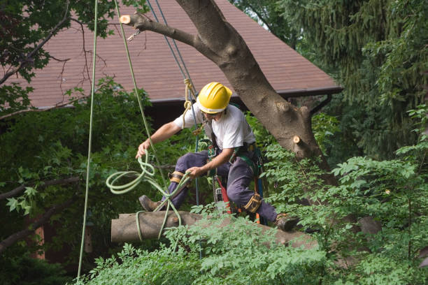 Best Root Management and Removal  in Hermosa Beach, CA