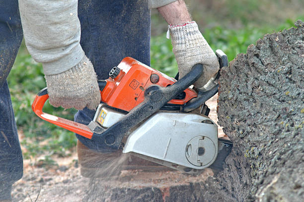 Best Tree Trimming and Pruning  in Hermosa Beach, CA