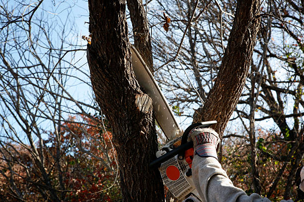 Best Tree Disease Treatment  in Hermosa Beach, CA