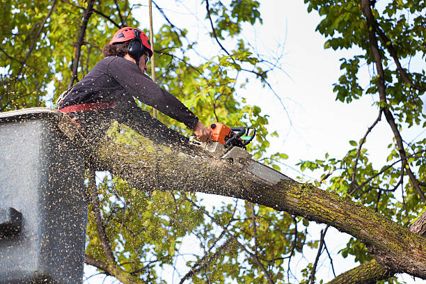 Best Leaf Removal  in Hermosa Beach, CA