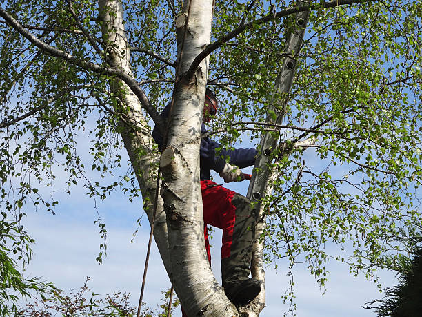Reliable Hermosa Beach, CA Tree Care Solutions