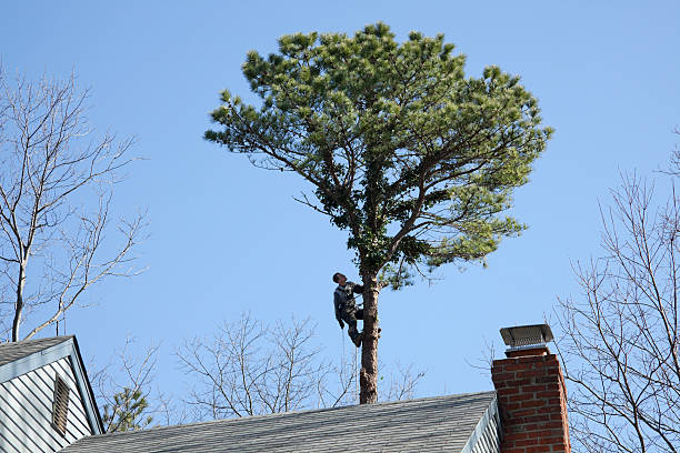 Mulching Services in Hermosa Beach, CA