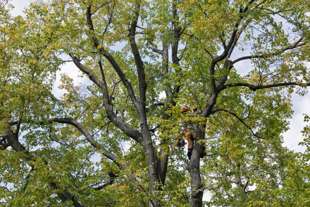 Best Hazardous Tree Removal  in Hermosa Beach, CA
